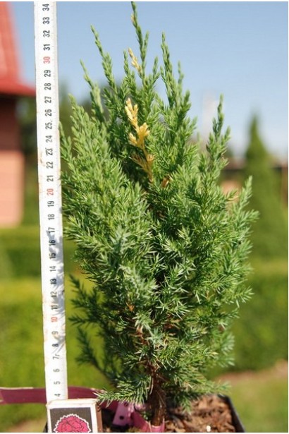 Можжевельник Стрикта Вариегата в контейнере 0,5 л