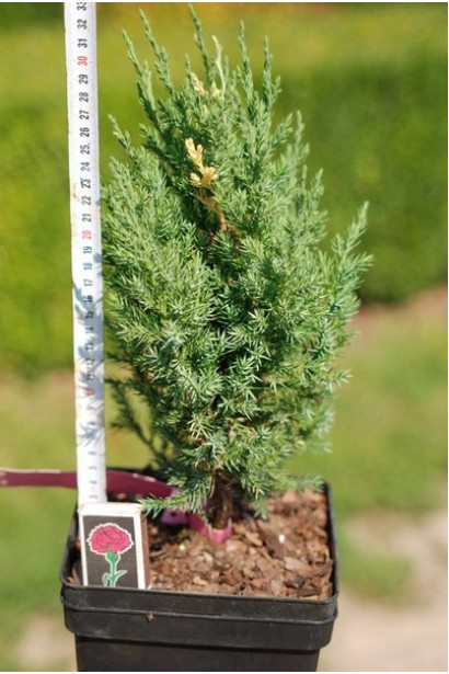 Можжевельник китайский Стрикта Вариегата - саженец Р9