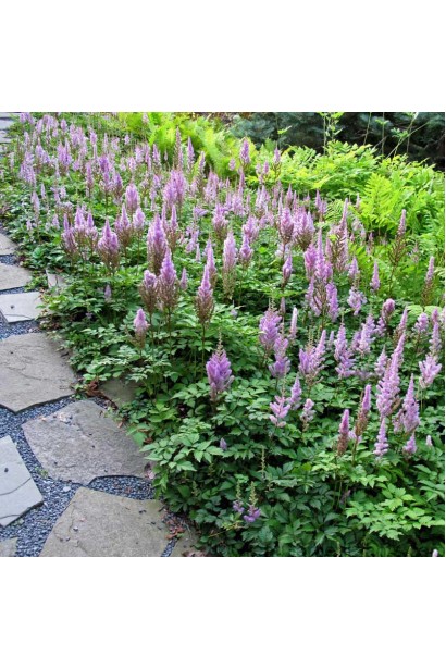 Астильба Пуміла фіолетові квіти