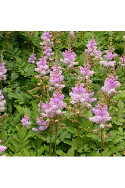 Астильба китайська Пуміла цвітіння
