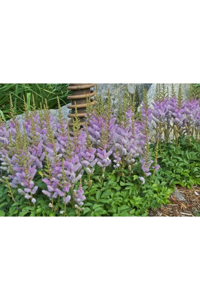 Astilbe chinensis Pumila