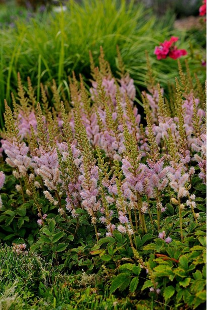 Астильба китайська Пуміла