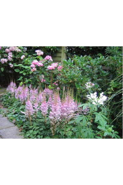 Астильба китайська Пуміла алейна посадка