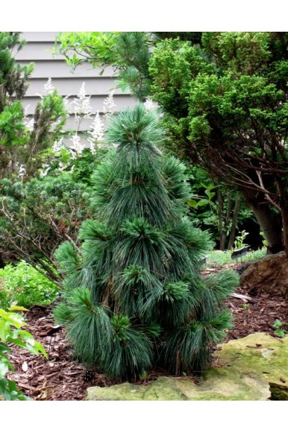 Сосна Витхорст: декоративный акцент для ландшафта.