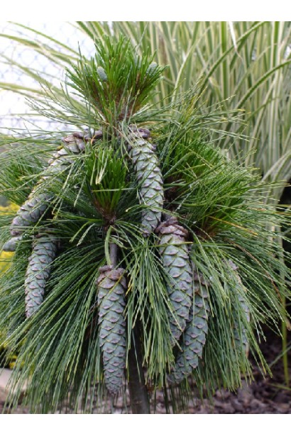 Сосна Шверина с большими декоративными шишками.