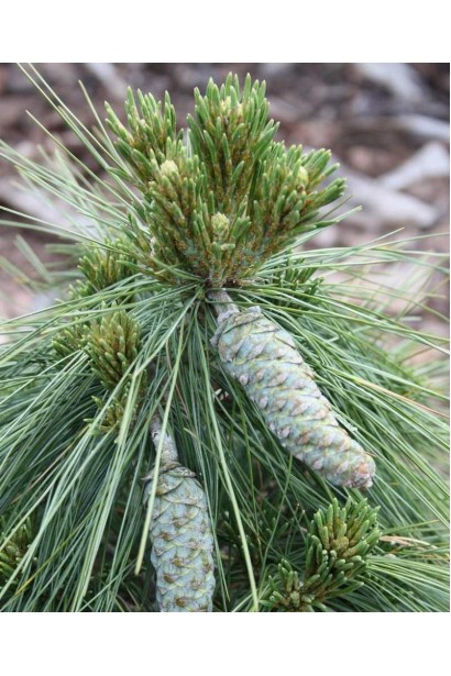 Сосна Шверина Витхорст с декоративными шишками.