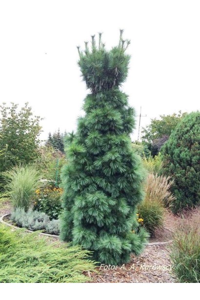 Большое дерево сосны Витхорст с плотной хвоей.