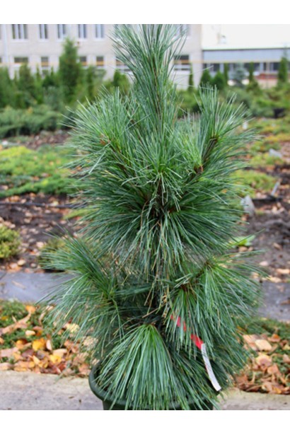 Декоративная сосна Витхорст с компактной кроной.