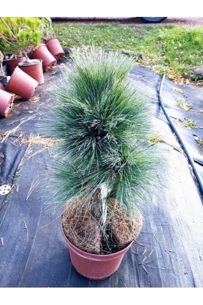 Сосна шверина Витхорст в контейнере