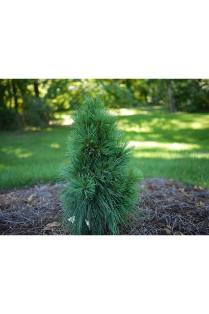 Сосна шверина Витхорст