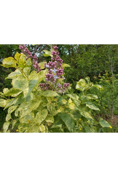 Бузок звичайний з варієгатним листям