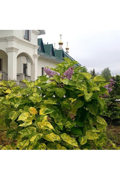 Syringa vulgaris Aucubaefolia