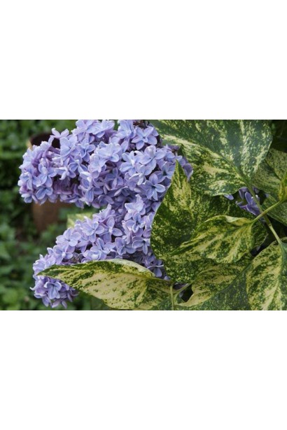 Бузок Аукубофолія під час цвітіння