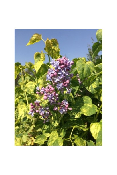 Syringa vulgaris Aucubaefolia