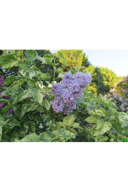 Декоративний бузок Аукубофолія