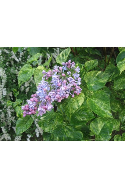 Варієгатний бузок ’Aucubaefolia’