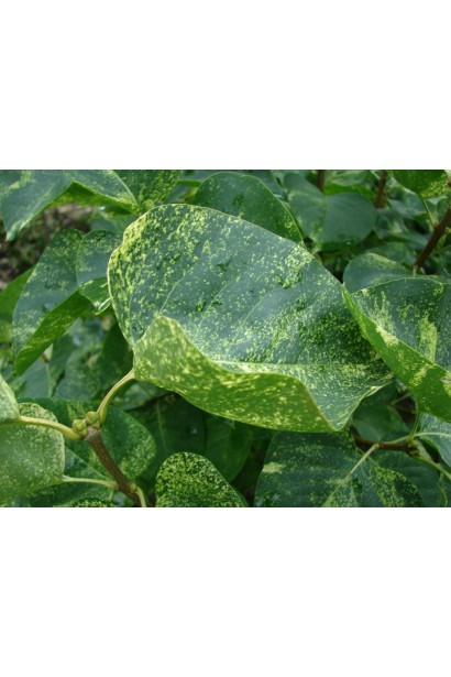 Листя бузка Аукубофолія з плямами