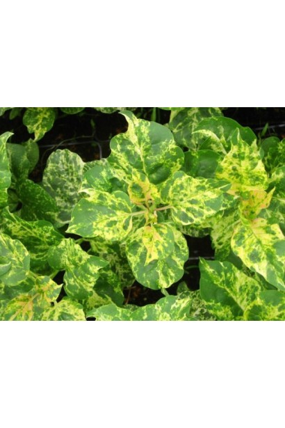 Бузок Аукубофолія з жовтим листям