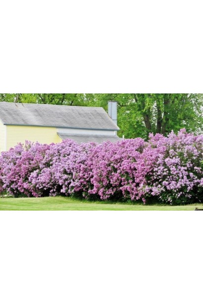 Кущ бузка Аукубофолія в саду