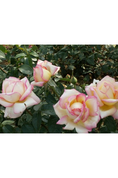 Троянда Глорія Дей – розкішне цвітіння