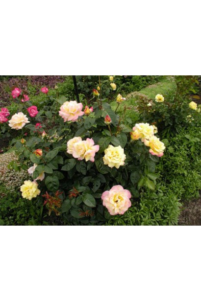 Кущ троянди Глорія Дей – пишна форма