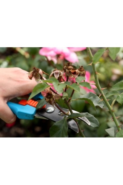 Обрізка троянди Глорія Дей