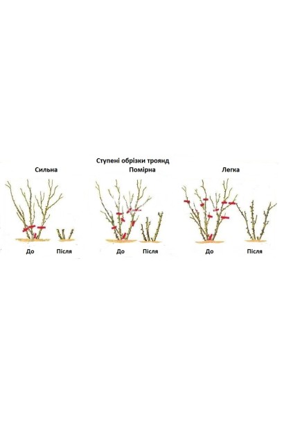 Роза чайно-гибридная Глория Дей