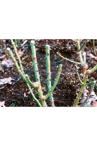 Rose Hybrid Tea and Climbing Gloria Dei