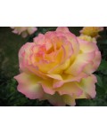 Троянда чайно-гібридна Глорія Дей | Роза чайно-гибридная Глория Дей | Rose Hybrid Tea and Climbing Gloria Dei