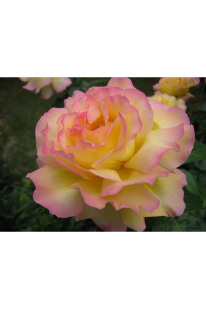 Троянда Глорія Дей – теплий жовтий відтінок