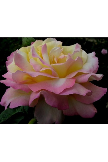 Квітка троянди Глорія Дей – ніжні пелюстки