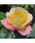 Троянда чайно-гібридна Глорія Дей | Роза чайно-гибридная Глория Дей | Rose Hybrid Tea and Climbing Gloria Dei
