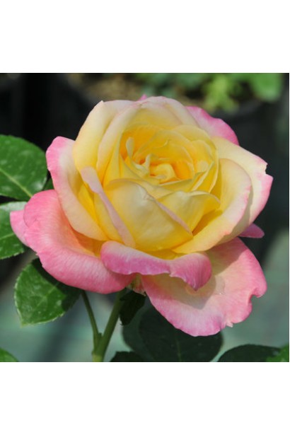 Глорія Дей – махрові ароматні квіти