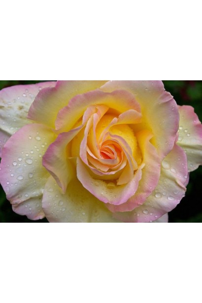 Rose Hybrid Tea Gloria Dei