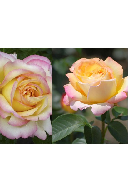 Троянда чайно-гібридна Глорія Дей