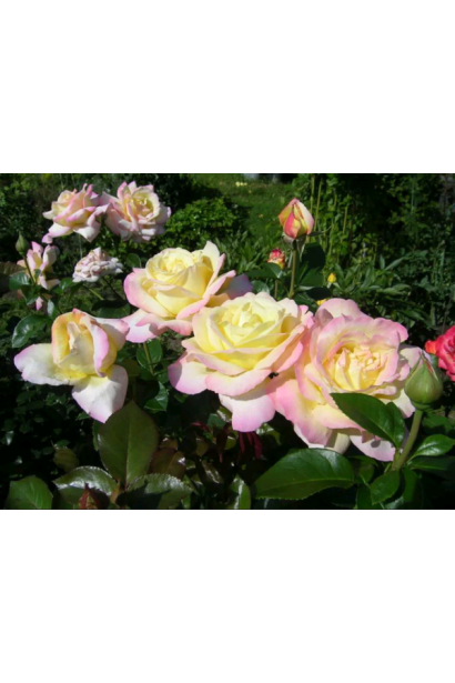 Троянда Глорія Дей – золотисто-рожевий відтінок