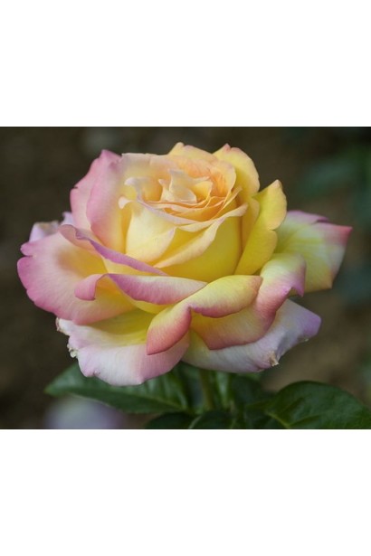 Троянда чайно-гібридна Глорія Дей