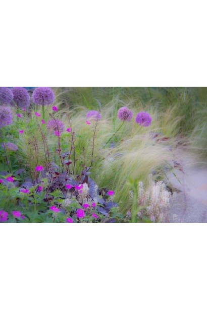 Stipa tenuissima Pony Tails