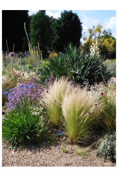 Ковила Поні Тейлз в ландшафті