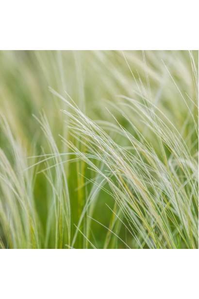 Ковила найтонша Поні Тейлз