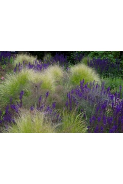 Ковила тонколиста Pony Tails в міксбордері