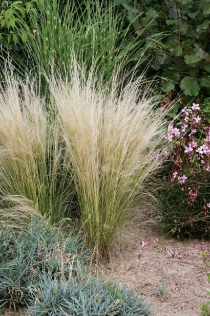 Тонколиста нассела Поні Тейлс