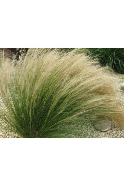 Ковила найтонша Поні Тейлз