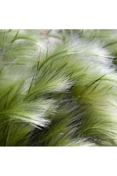 Ковила найтонша Поні Тейлз колосисті повітряні волоті