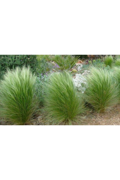 Ковила тонколиста Поні Тейлз