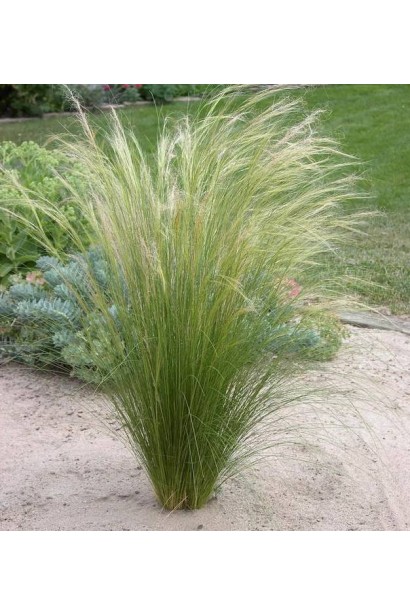 Ковила тонка Поні Тейлз багаторічний злак