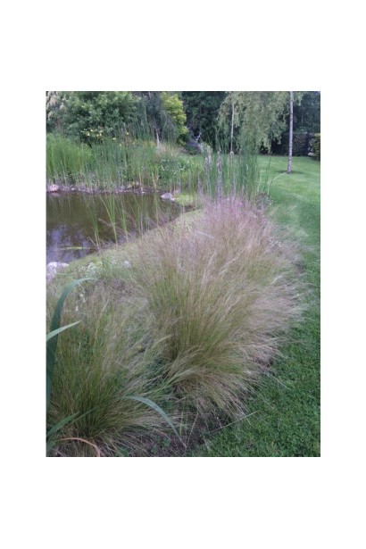 Nassella tenuissima Pony Tails