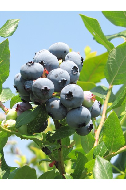 Голубика высокорослая Чандлер