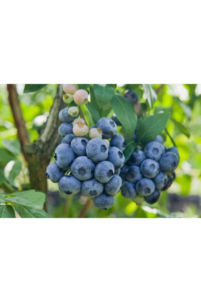 Голубика поздняя Чандлер