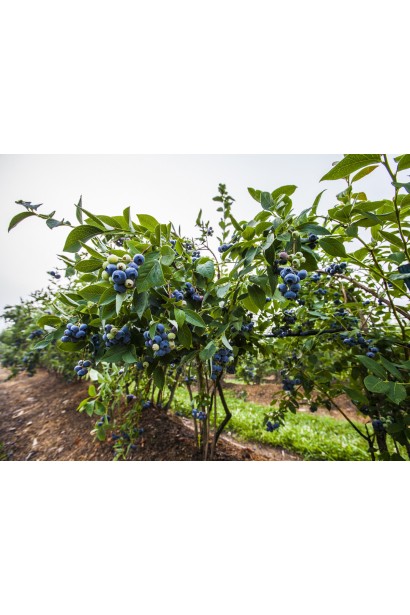 Голубика высокорослая Чандлер куст